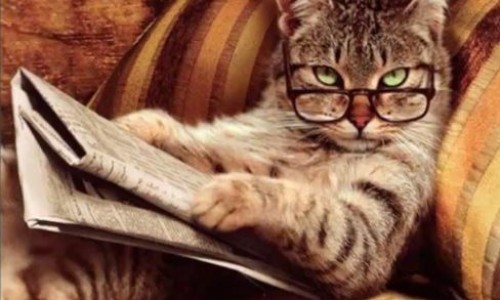 Cat_Relaxing